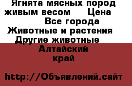 Ягнята мясных пород живым весом.  › Цена ­ 125 - Все города Животные и растения » Другие животные   . Алтайский край